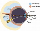 cones in eye