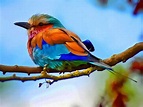 Colorful Birds Photo 4 | Beautiful birds, Bird photography, Pet birds