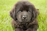 Newfoundland - The Newfies - Dog Breed Answers