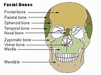 Nasal bone - Wikipedia