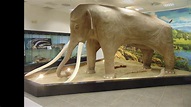 L'Elefante dalle lunghe zanne del Museo Archeologico del Territorio ...