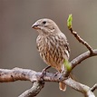 Female Finch Bird Pictures: Capturing Their Beauty In Your Photos ...