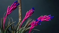 Tillandsia Aeranthos Care from A to Z | Plantophiles Blog