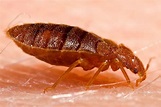 What Do Bed Bugs Look Like? Over 50 Pictures | Debedbug