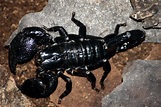 File:Emporer scorpion.jpg