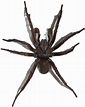 File:Brown Trapdoor Spider, transparent background.png - Wikimedia Commons