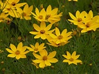 Coreopsis, Zagreb - Campbell's Nursery