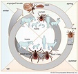 Lyme Disease Bacteria