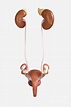Female Genitourinary System Photograph by Science Picture Co - Fine Art ...