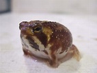 最療癒青蛙《饅頭蛙》不只外型可愛還有個更可愛的日本名？ | 宅宅新聞