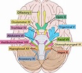Pin by Pedro Antonio on neuroscience | Cranial nerves, Nerve anatomy ...