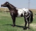 Cavalo Uma Paixão: Curiosidades da Raça Appaloosa