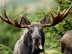 Cute Moose Desktop Wallpapers - Top Free Cute Moose Desktop Backgrounds ...