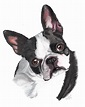 Step By Step Boston Terrier Drawing | ubicaciondepersonas.cdmx.gob.mx
