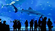 Aquarium of the Pacific, Los Angeles - Book Tickets & Tours | GetYourG