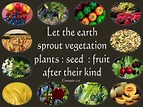 Genesis 1:11 Let The Earth Sprout Vegetation brown | Sprouts ...