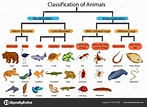 Education Chart of Biology for Classification of Animals Diagram Stock ...