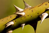Thorns 1 Free Photo Download | FreeImages