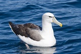 Albatross Wallpapers Images Photos Pictures Backgrounds