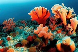 51 interessante Fakten über Korallen ᐈ MillionenFakten