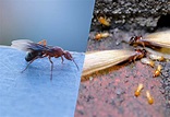 Flying Ants vs. Termites - Dodson Pest Control