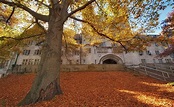 Possente albero in autunno all'università dell'indiana, foglie, autunno ...