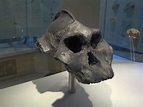 Paranthropus aethiopicus - Wikipedia, la enciclopedia libre
