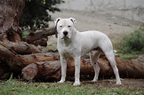 Dogo Argentino Information - Dog Breeds at thepetowners