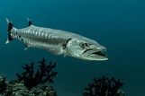 Grand barracuda - Sphyraena barracuda • Fiche Poisson