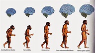 origen del hombre teorias evolución a | Evolucion del hombre, Hominidos ...