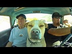 Roadkill Show Q&A With Freiburger, Finnegan, and The Dog: October 2013 ...