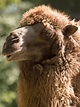 File:Camel portrait.jpg - Wikipedia