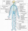 Peripheral nervous system parts, divisions & peripheral nervous system ...