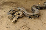 Cobras não peçonhentas - espécies, características - Animais - InfoEscola