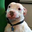 White Pitbull Dog Meme - art-jiggly