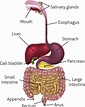 Tercero Machado: Digestive System