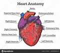 Heart anatomy colored sketch Stock Illustration by ©vectortatu #181343978