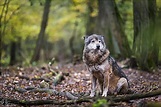 森の中のオオカミHD壁紙無料ダウンロード | Wallpaperbetter