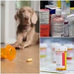 Alerta! 9 Venenos para Perros ¿Qué Puede Envenenar a Mi Perro?