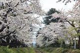 (五所川原市, 日本)Ashino Park - 旅遊景點評論 - Tripadvisor