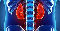 Las 6 partes del riñón humano (y sus funciones)