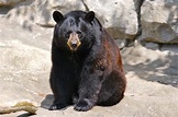 File:Black Bear 7.jpg - Wikipedia, the free encyclopedia