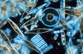 File:Diatoms through the microscope.jpg - Wikipedia