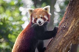 10 Facts About Red Pandas | Currumbin Wildlife Sanctuary