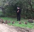 Man's flute playing make wild raccoons look like Disney creatures at ...