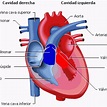 Corazón-anatomía - Cardiotech