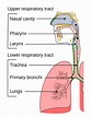 Respiratory tract - Wikipedia