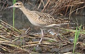 The Eight Species Of Curlews - WorldAtlas