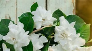 Guide: Succes med gardenia | ISABELLAS