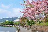 新竹關西景點～牛欄河親水公園東安古橋，河畔漫步賞花旗木